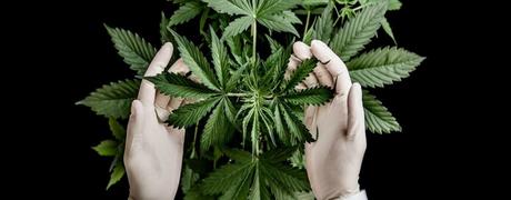 El tema de la marihuana medicinal 