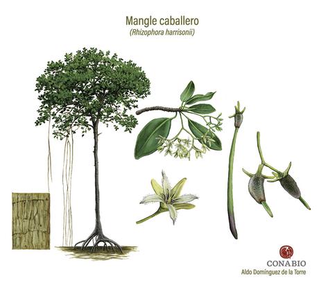 Ecosistemas; (VIII) Manglar Ecosistemas; (VIII) Manglar