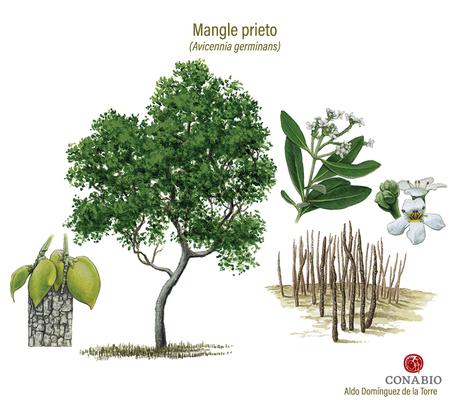 Ecosistemas; (VIII) Manglar