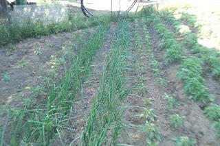 Huerto 2021; el perejil