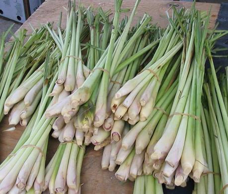 Lemongrass, Cymbopogon citratus, limonaria, caña santa o hierba limón. Propiedades y usos de esta planta 2 cymbopogon citratus
