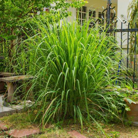 Lemongrass, Cymbopogon citratus, limonaria, caña santa o hierba limón. Propiedades y usos de esta planta 1 lemongrass