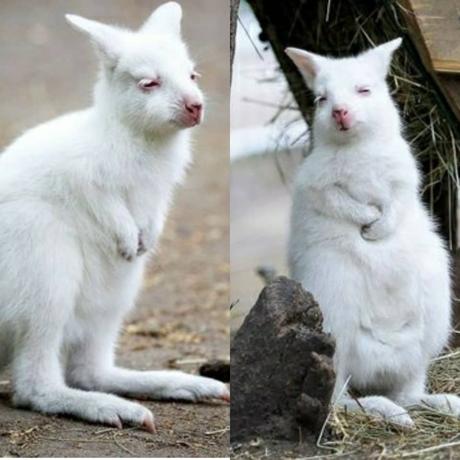 Zoológico en Rusia le da la bienvenida a un Canguro albino hembra