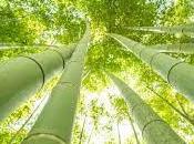 bambú japonés