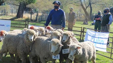 Pese al difícil contexto sanitario y climático, avanza la producción ovina en Neuquén Pese al difícil contexto sanitario y climático, avanza la producción ovina en Neuquén