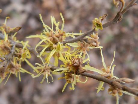 hamamelis