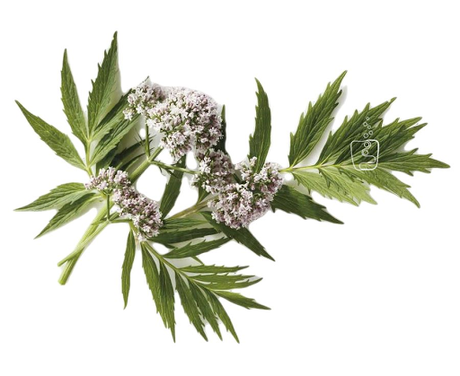 Cinco Infusiones para dormir mejor