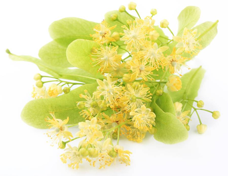 Cinco Infusiones para dormir mejor