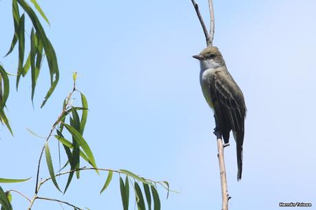 Sur de Entre Ríos (diciembre 2020) Sur de Entre Ríos (diciembre 2020)