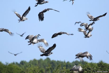 Sur de Entre Ríos (diciembre 2020) Sur de Entre Ríos (diciembre 2020)