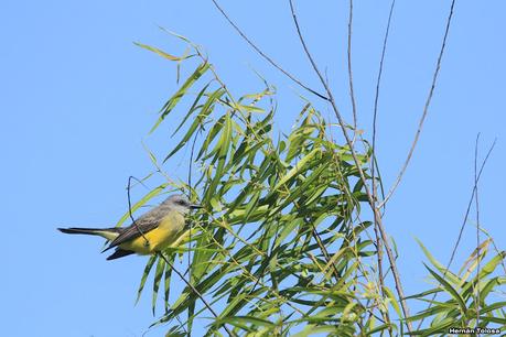 Sur de Entre Ríos (diciembre 2020) Sur de Entre Ríos (diciembre 2020)