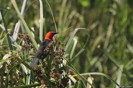 Sur de Entre Ríos (diciembre 2020) Sur de Entre Ríos (diciembre 2020)