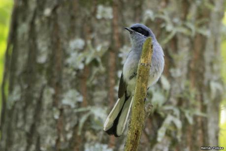 Sur de Entre Ríos (diciembre 2020) Sur de Entre Ríos (diciembre 2020)