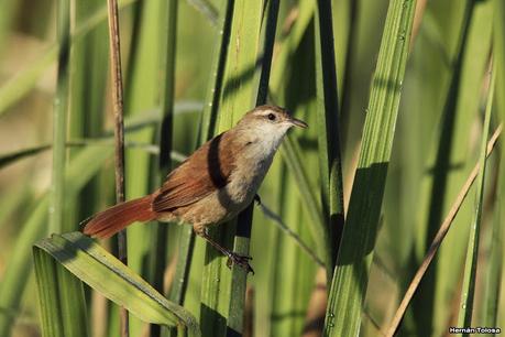 Sur de Entre Ríos (diciembre 2020) Sur de Entre Ríos (diciembre 2020)