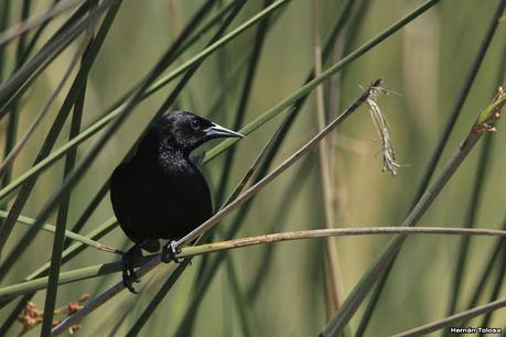 Sur de Entre Ríos (diciembre 2020) Sur de Entre Ríos (diciembre 2020)