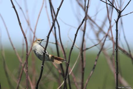 Sur de Entre Ríos (diciembre 2020) Sur de Entre Ríos (diciembre 2020)