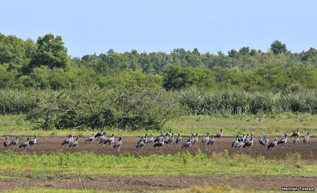 Sur de Entre Ríos (diciembre 2020) Sur de Entre Ríos (diciembre 2020)
