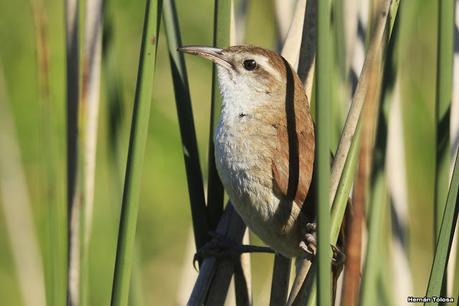 Sur de Entre Ríos (diciembre 2020) Sur de Entre Ríos (diciembre 2020)