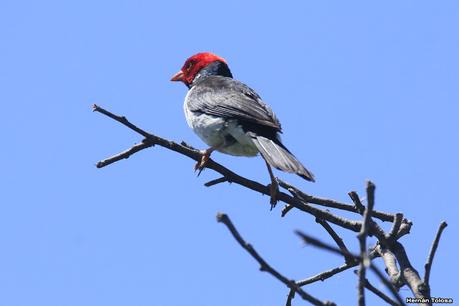 Sur de Entre Ríos (diciembre 2020) Sur de Entre Ríos (diciembre 2020)