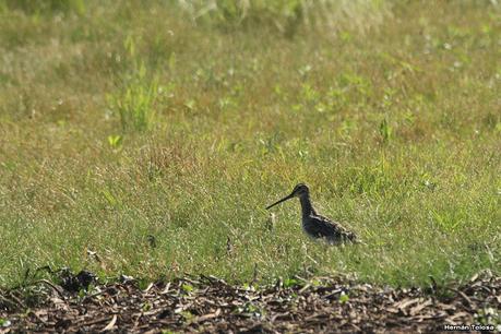 Sur de Entre Ríos (diciembre 2020) Sur de Entre Ríos (diciembre 2020)