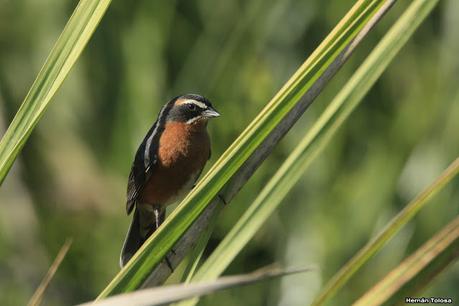 Sur de Entre Ríos (diciembre 2020) Sur de Entre Ríos (diciembre 2020)