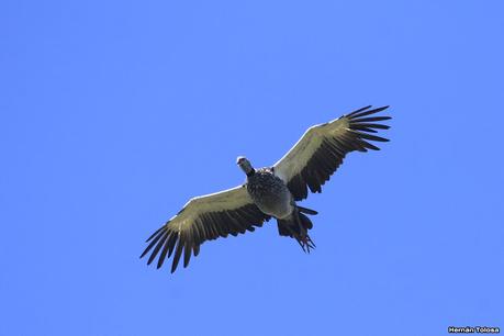 Sur de Entre Ríos (diciembre 2020) Sur de Entre Ríos (diciembre 2020)