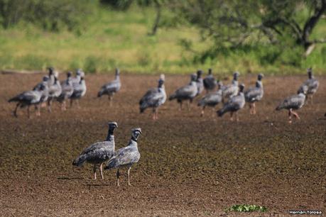 Sur de Entre Ríos (diciembre 2020) Sur de Entre Ríos (diciembre 2020)