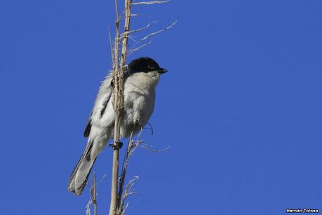 Sur de Entre Ríos (diciembre 2020) Sur de Entre Ríos (diciembre 2020)