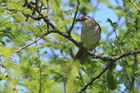 Sur de Entre Ríos (diciembre 2020) Sur de Entre Ríos (diciembre 2020)