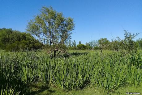 Sur de Entre Ríos (diciembre 2020) Sur de Entre Ríos (diciembre 2020)