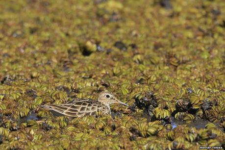 Sur de Entre Ríos (diciembre 2020) Sur de Entre Ríos (diciembre 2020)