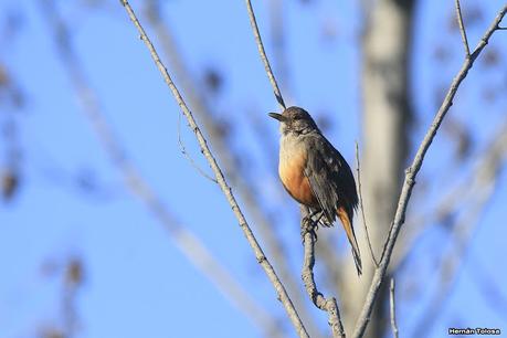 Sur de Entre Ríos (diciembre 2020) Sur de Entre Ríos (diciembre 2020)