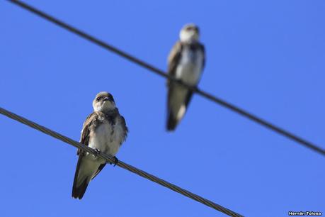 Sur de Entre Ríos (diciembre 2020) Sur de Entre Ríos (diciembre 2020)