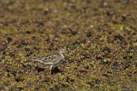 Sur de Entre Ríos (diciembre 2020) Sur de Entre Ríos (diciembre 2020)