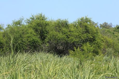 Sur de Entre Ríos (diciembre 2020) Sur de Entre Ríos (diciembre 2020)