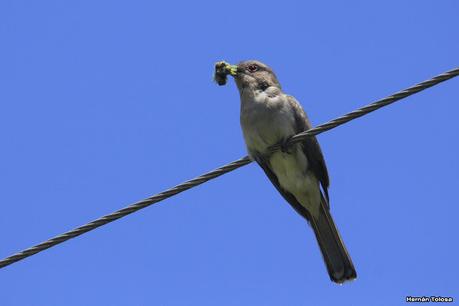 Sur de Entre Ríos (diciembre 2020) Sur de Entre Ríos (diciembre 2020)