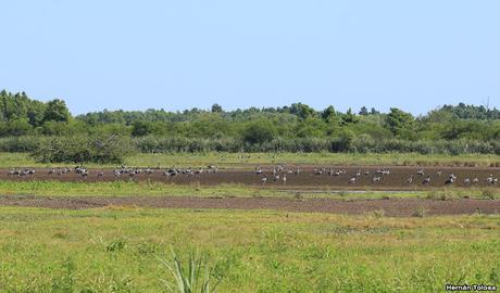 Sur de Entre Ríos (diciembre 2020) Sur de Entre Ríos (diciembre 2020)