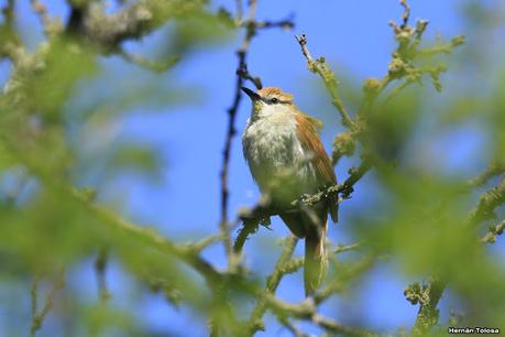 Sur de Entre Ríos (diciembre 2020) Sur de Entre Ríos (diciembre 2020)