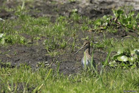 Sur de Entre Ríos (diciembre 2020) Sur de Entre Ríos (diciembre 2020)