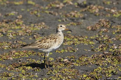Sur de Entre Ríos (diciembre 2020) Sur de Entre Ríos (diciembre 2020)