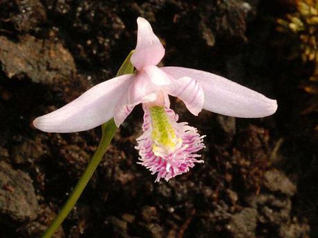 Orquídeas (II)