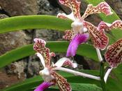 Orquídeas (II)