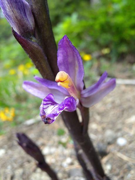 Orquídeas (II)