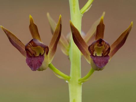 Orquídeas (II)