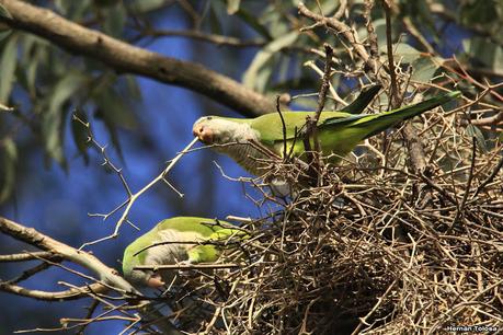Nidos de cotorra