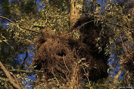 Nidos de cotorra