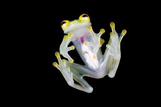 DOS NUEVAS ESPECIES DE PLANTAS DESCUBIERTAS EN LA RESERVA DE MASHPI, EN EL MARCO DEL DÍA MUNDIAL DEL MEDIO AMBIENTE DOS NUEVAS ESPECIES DE PLANTAS DESCUBIERTAS EN LA RESERVA DE MASHPI, EN EL MARCO DEL DÍA MUNDIAL DEL MEDIO AMBIENTE