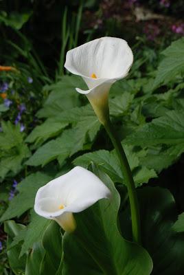 La Quinta de Vista Alegre