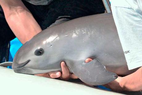 La vaquita marina a punto de la extinción