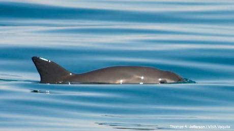 La vaquita marina a punto de la extinción